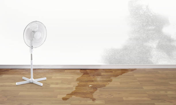Best Professional water damage repair  in Westover, AL